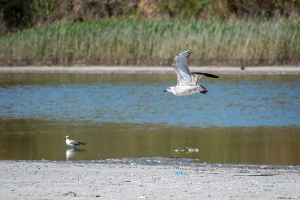 Gabbiani Sulla Riva Del Mare Estate — Foto Stock