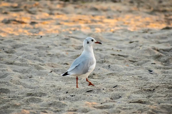 Gaivotas Praia Pôr Sol — Fotografia de Stock