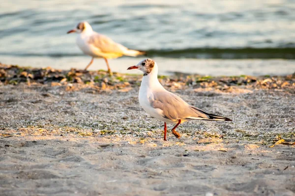 Gabbiani Sulla Spiaggia Tramonto — Foto Stock