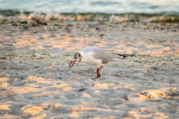 Gabbiani Sulla Spiaggia Tramonto — Foto Stock