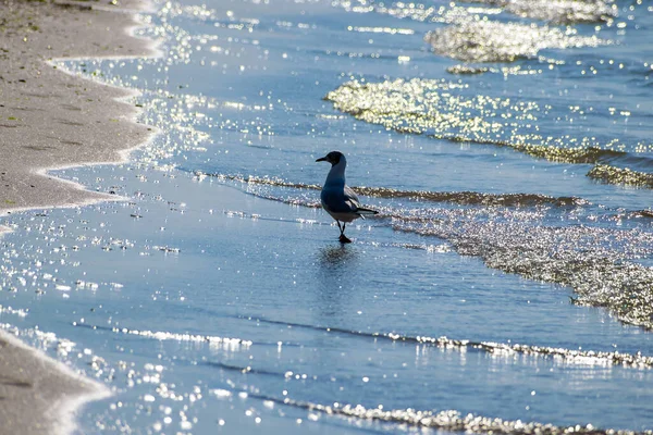 Gabbiano Cammina Sulle Onde Della Marea Sul Mare — Foto Stock