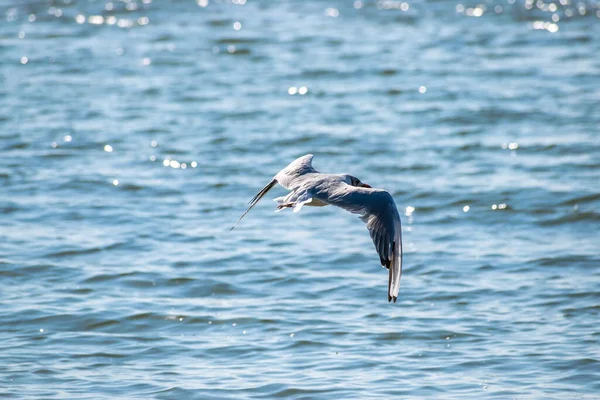 Чайка Полете Над Синим Морем Летом — стоковое фото