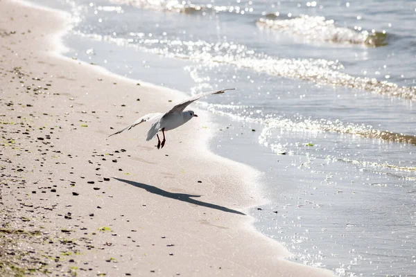 Gaivota Está Tirando Roma Praia Sobre Ondas Maré — Fotografia de Stock