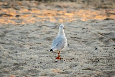 Gün batımında sahilde martılar