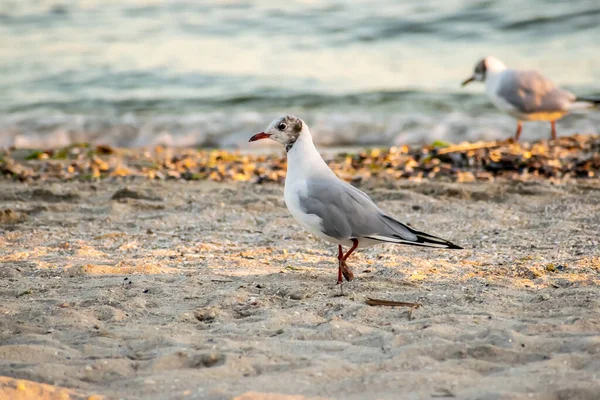 Gabbiani Sulla Spiaggia Tramonto — Foto Stock