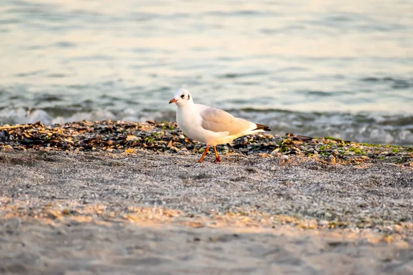 Gabbiani Sulla Spiaggia Tramonto — Foto Stock