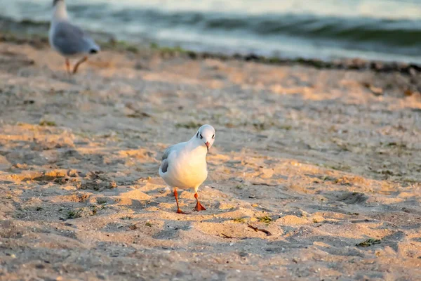 Gabbiani Sulla Spiaggia Tramonto — Foto Stock