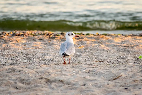 Gabbiani Sulla Spiaggia Tramonto — Foto Stock