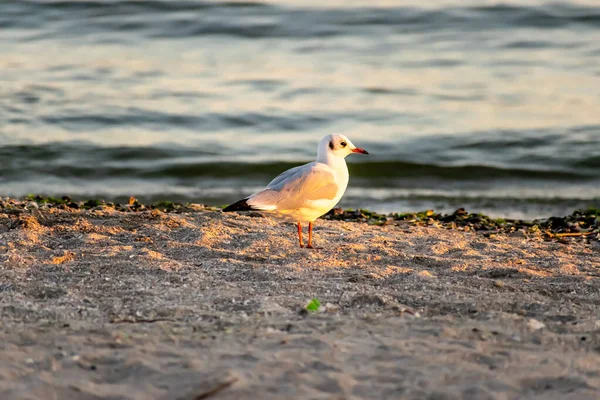 Gabbiani Sulla Spiaggia Tramonto — Foto Stock