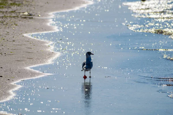 Gabbiano Cammina Sulle Onde Della Marea Sul Mare — Foto Stock