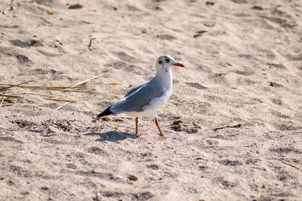 Mouette Sur Plage Sable Par Une Journée Ensoleillée — Photo