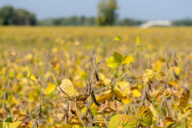 Olgun soya tarlası hasat için hazır.