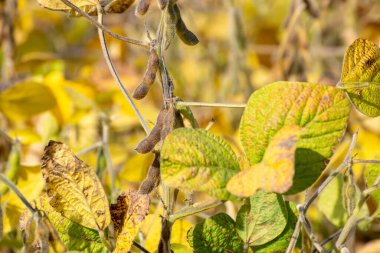 Olgun soya tarlası hasat için hazır.