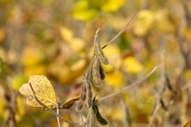 Olgun soya tarlası hasat için hazır.