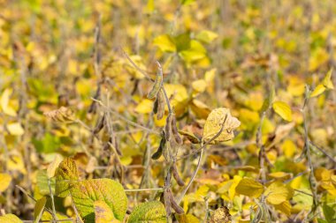 Olgun soya tarlası hasat için hazır.
