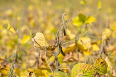 Olgun soya tarlası hasat için hazır.