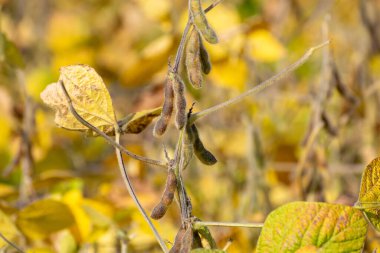 Olgun soya tarlası hasat için hazır.