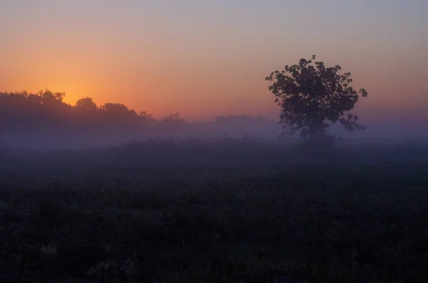 Зеленое Поле Красивый Закат — стоковое фото