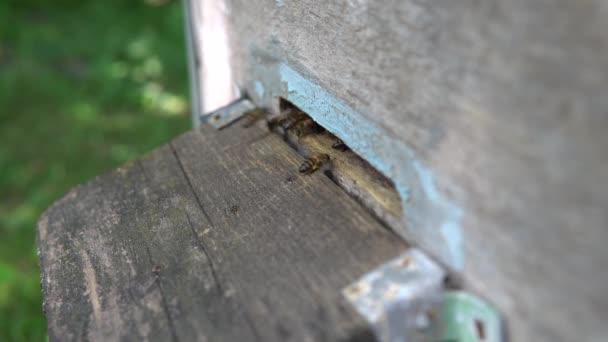 Les Abeilles Domestiques Grouillent Volent Autour Leur Ruche — Video