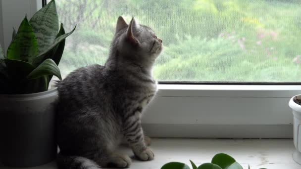 Gato está parecendo engraçado — Vídeo de Stock