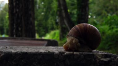 Asfalt ile salyangoz gezinme