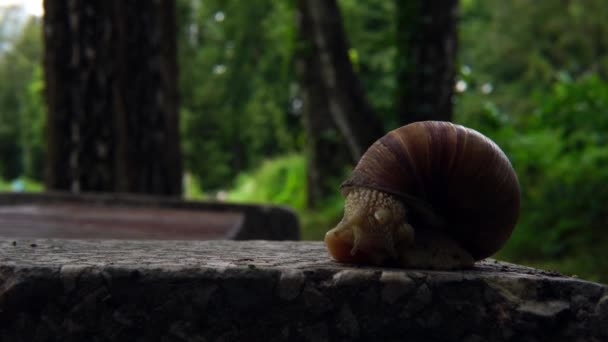 escargot rampant avec asphalte 