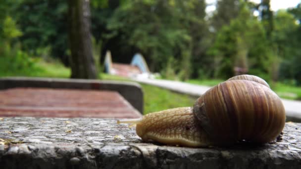 escargot rampant avec asphalte 