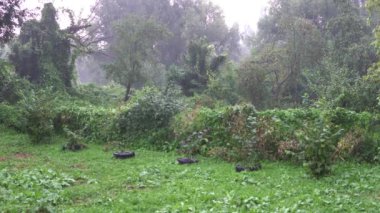 şiddetli yağmur ve ağaç Park yerinde