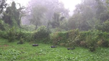 şiddetli yağmur ve ağaç Park yerinde