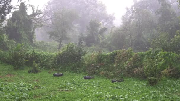 Fuerte lluvia y árbol en el estacionamiento — Vídeos de Stock