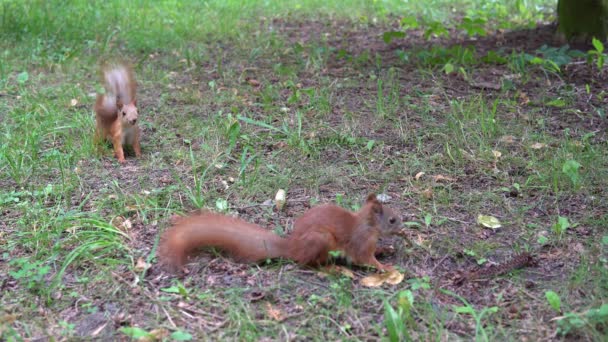 Rode eekhoorn in de kastanje, nauwe portret — Stockvideo