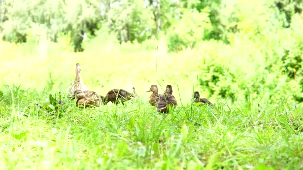 Troupeau de cinq canards sur herbe verte — Video