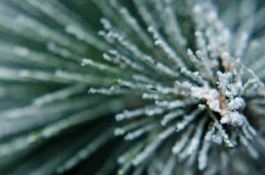 Soğuk kış gününde boğuk don ile kaplı dondurulmuş çam ağacı iğneleri yakın çekim