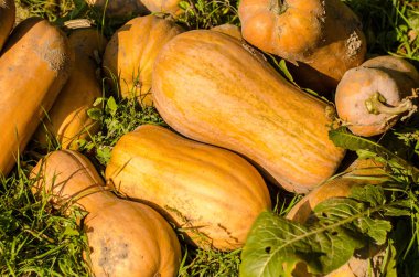 yukarıdan çekilen bir grup minyatür kabak.