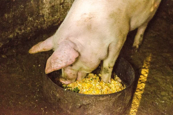 Schweinsnase Stall Der Fokus Liegt Auf Der Nase Geringe Tiefenschärfe — Stockfoto