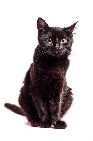 Black Cat Sentado Olhando Para Câmera Isolado Branco — Fotografia de Stock