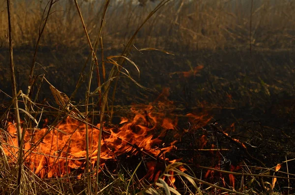 Pobřežní Oblast Bažině Silný Kouř Ohně Liany Přerůstu Jarní Požáry — Stock fotografie