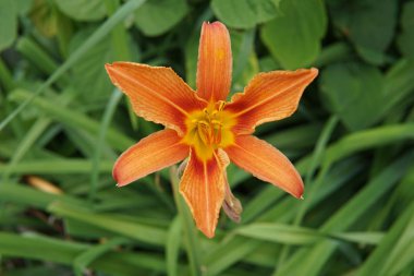 tatlı turuncu lily çiçek