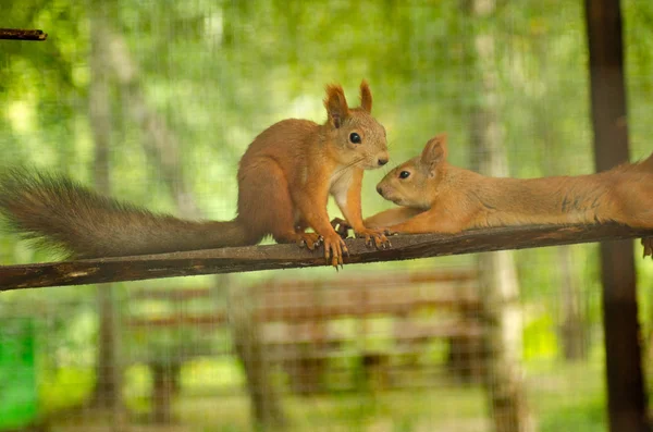 Ein Rotes Eichhörnchen Steht Neben Einem Baum Mit Einer Nuss — Stockfoto