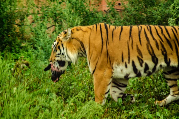 Tiger Gnawing Meat — Stock Photo, Image