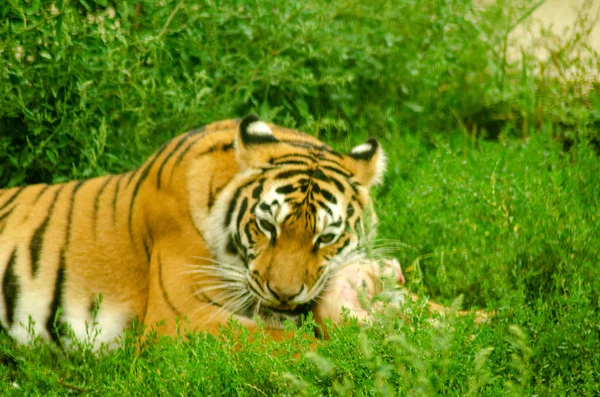 Tiger Gnawing Meat — Stock Photo, Image