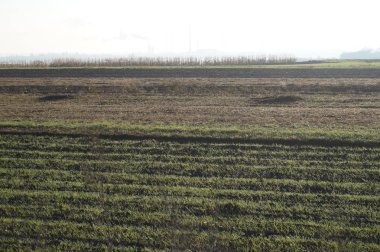 Mavi gökyüzüne karşı bir buğday tarlasının panoraması. Kendi sanatsal çalışmam. Bu tasarımda kasıtlı bulanıklık