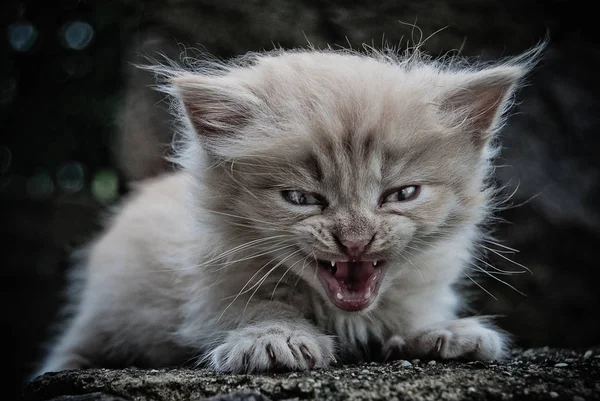 著者の治療中の小さな子猫 — ストック写真