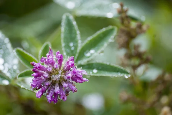 Gotas de agua en la hoja verde. De cerca. Rocío después de la lluvia —  Fotos de Stock