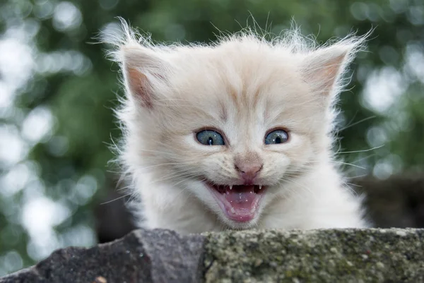 The little kitten in the author's treatment — Stock Photo, Image