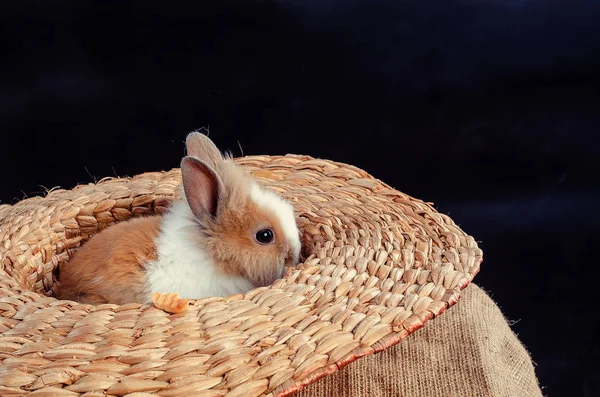 Conejo de Pascua - Conjunto aislado — Foto de Stock