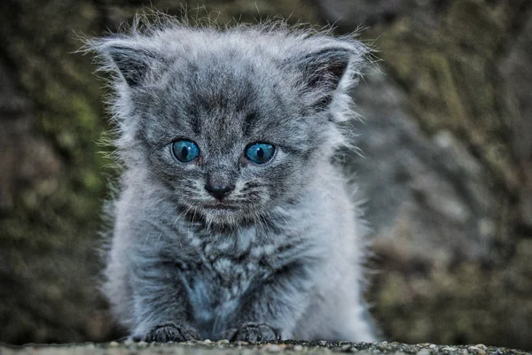 The little kitten in the author 's treatment — стоковое фото
