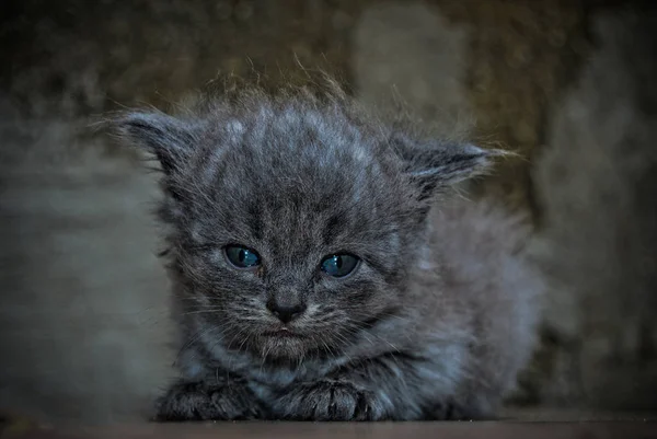 The little kitten in the author 's treatment — стоковое фото