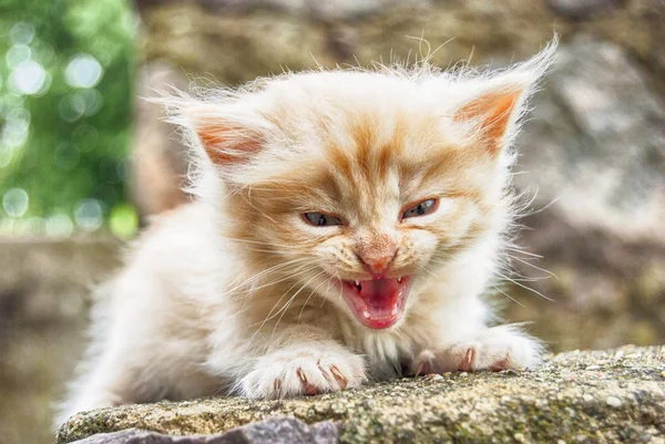 Malý koťat v autorově léčbě — Stock fotografie