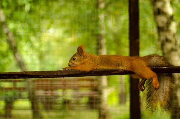赤リスがナットの木のそばに立つ. — ストック写真